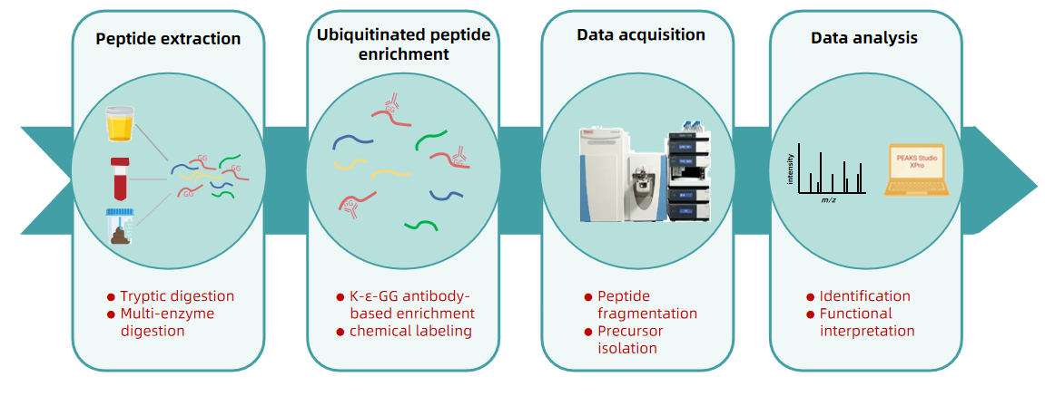 1985968425516257280-ubiquitinated-peptide-site-identification-service2.PNG