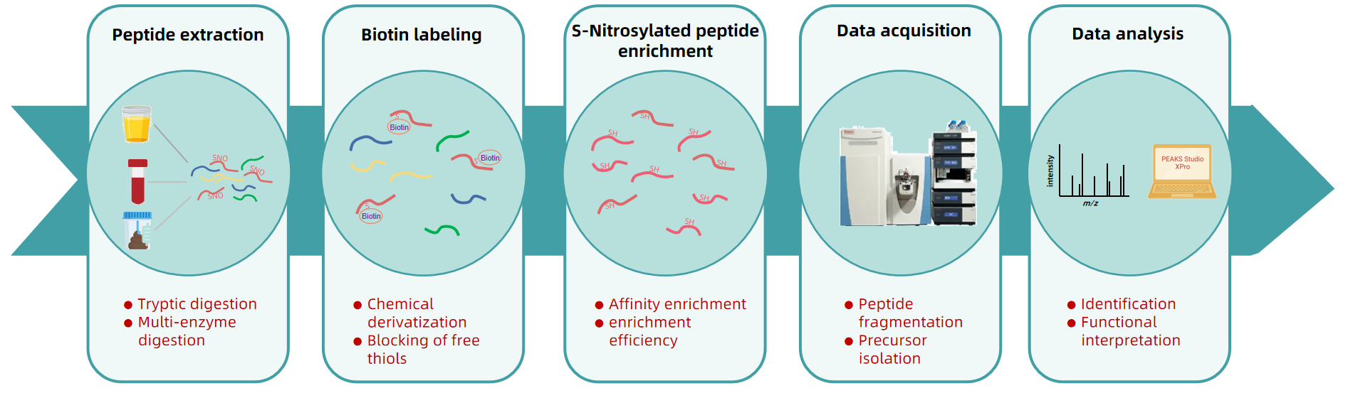 1985982777724096512-s-nitrosylated-peptide-site-identification-service2.PNG