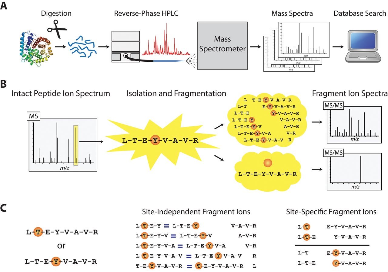 1985995583940841472-targeted-phosphorylation-site-analysis-service1.jpeg
