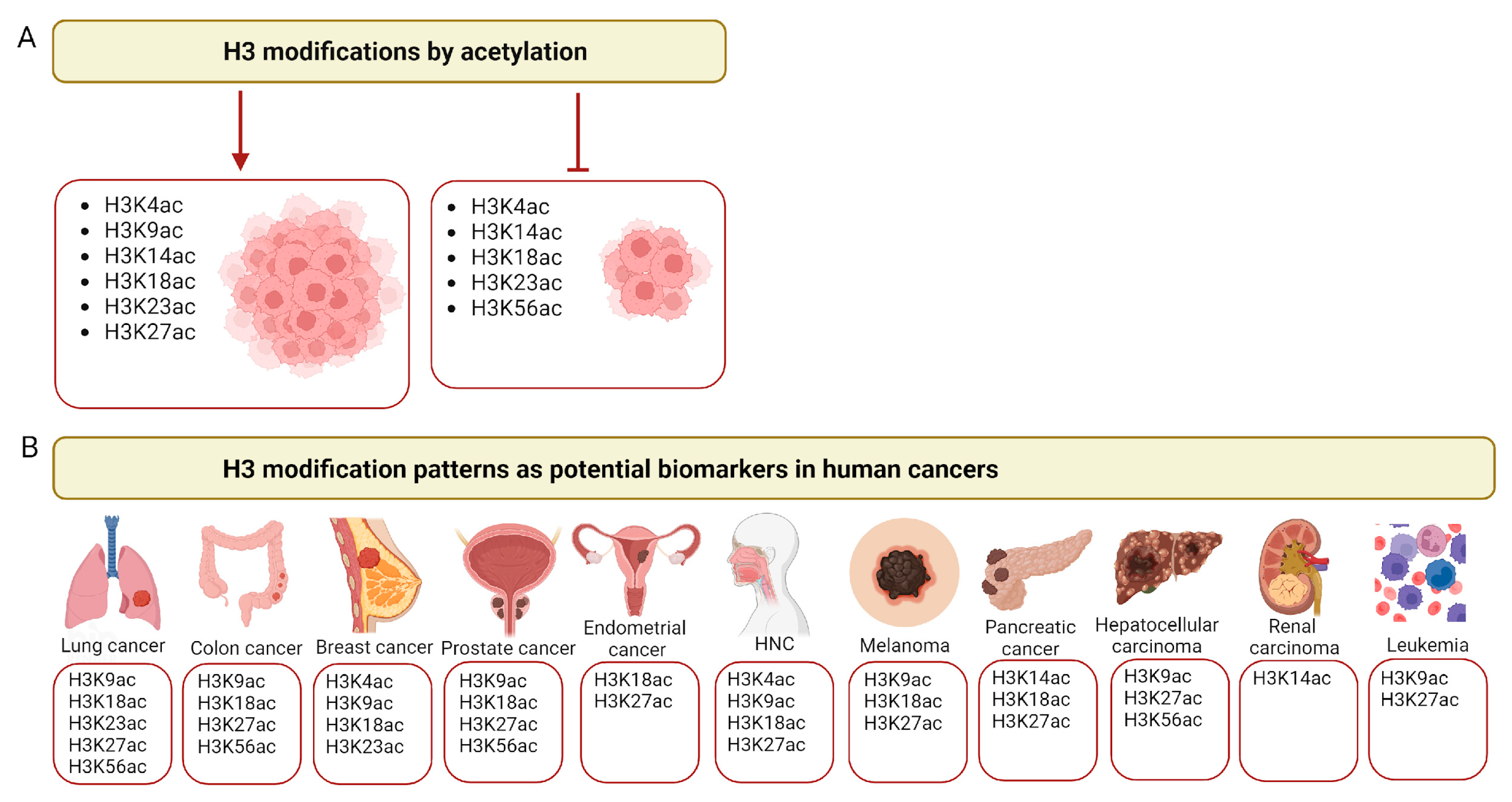 1985996357978673152-targeted-acetylation-analysis-service1.png