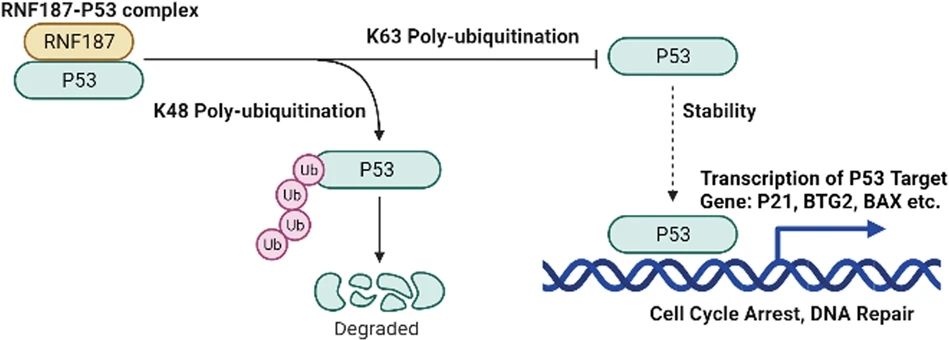 1986001049114759168-targeted-ubiquitination-analysis-service1.jpg