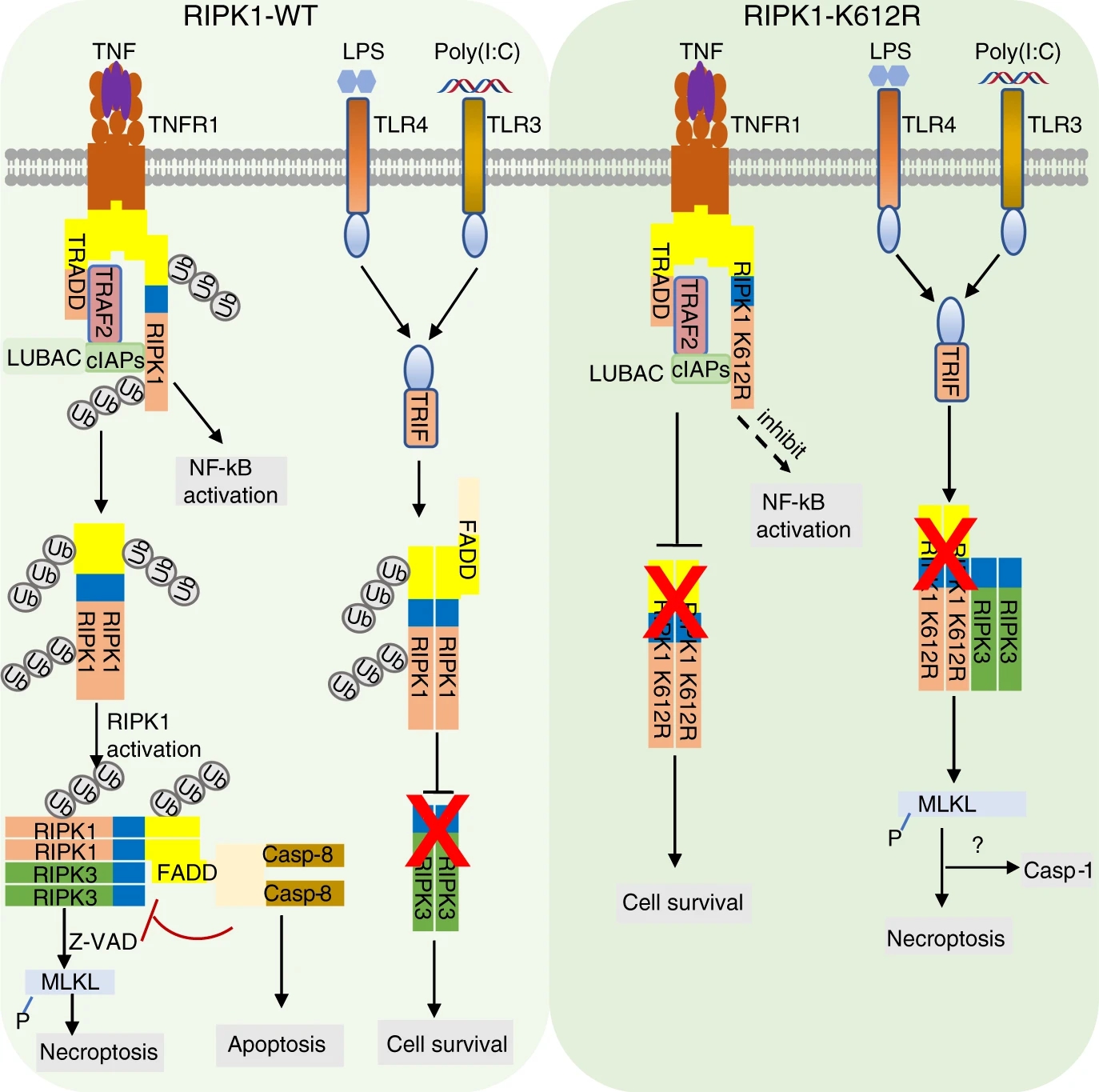 1986002552235872256-targeted-ubiquitination-site-analysis-service1.jpg