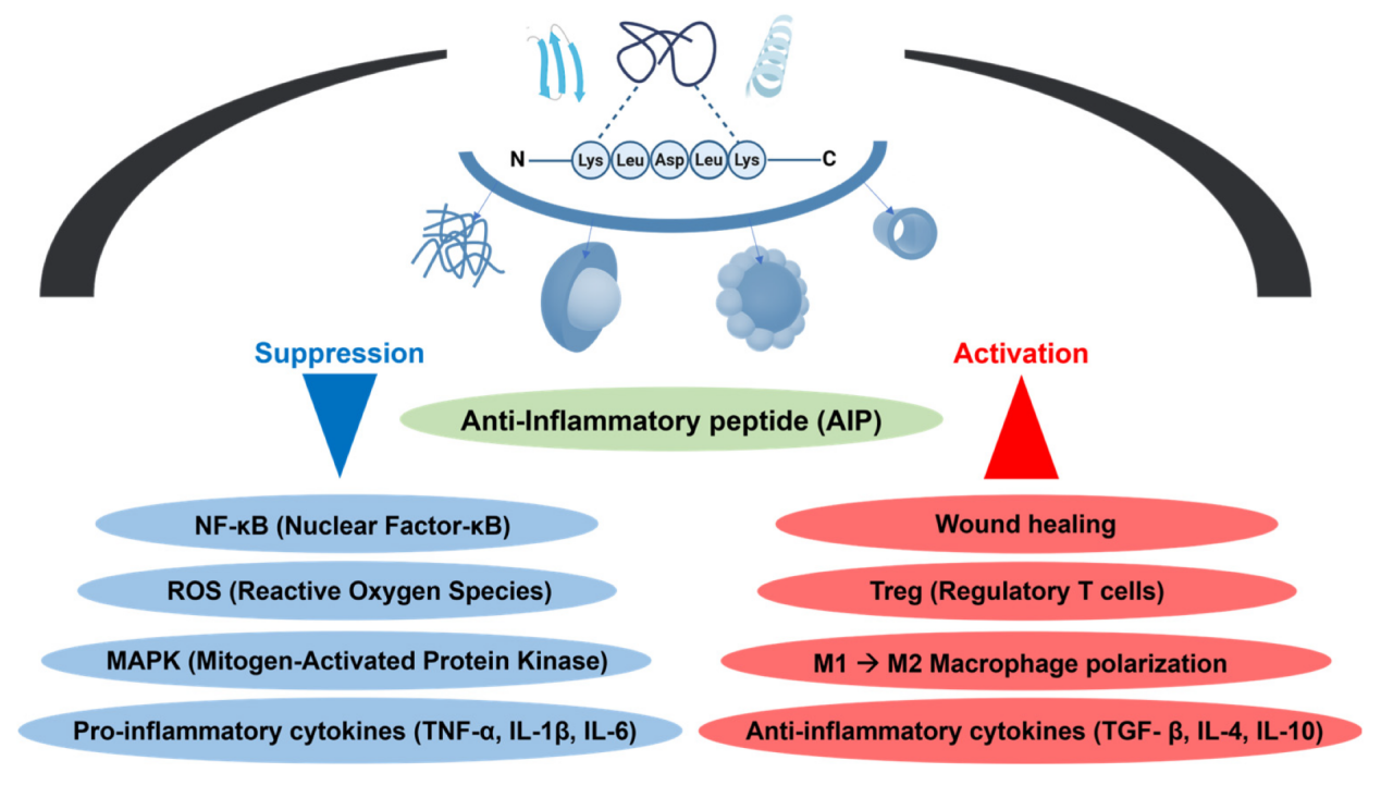 anti-inflammatory-peptides-screening-service1