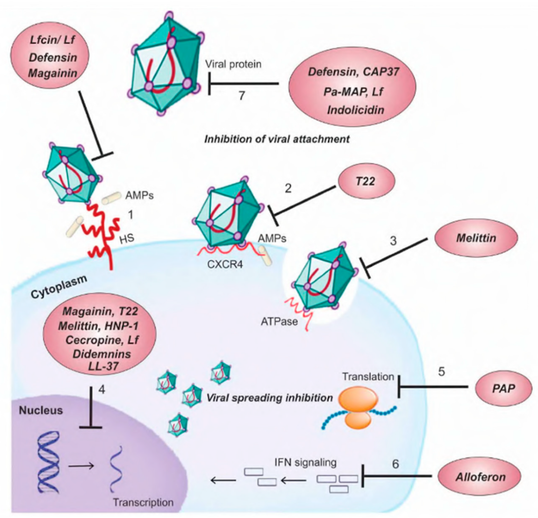 antiviral-peptides-screening-service1