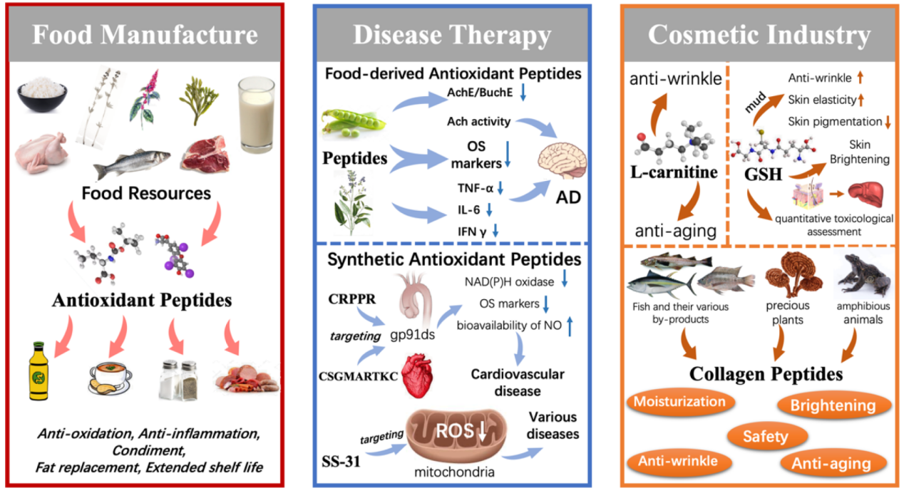 antioxidant-peptides-screening-service1