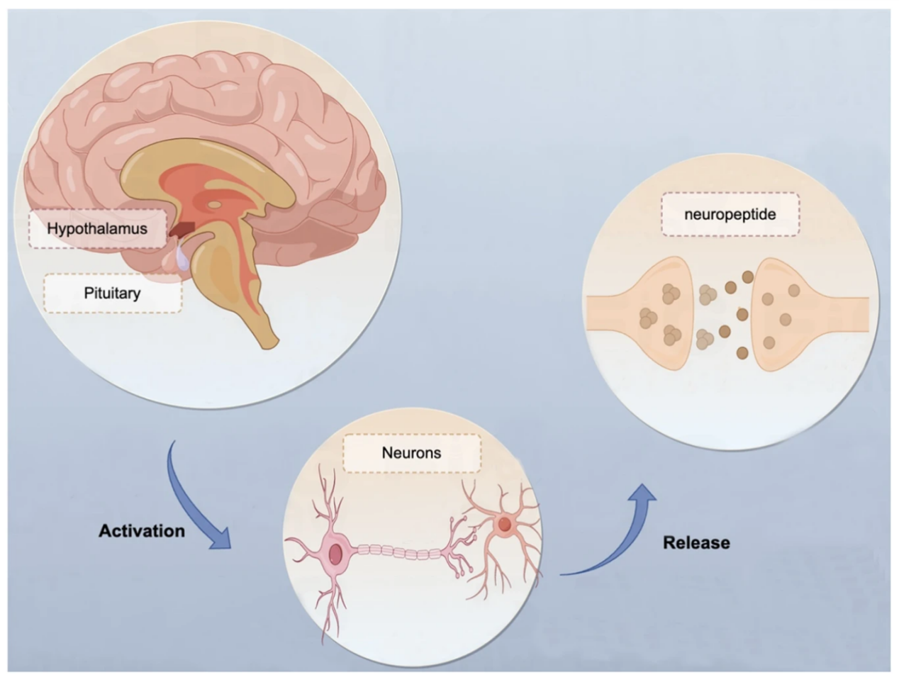 neuropeptides-screening-service1