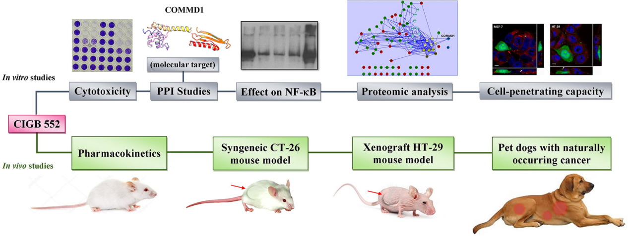 antitumor-peptides-screening-service1
