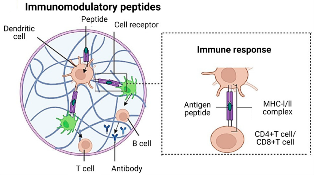 immunomodulatory-peptides-screening-service1