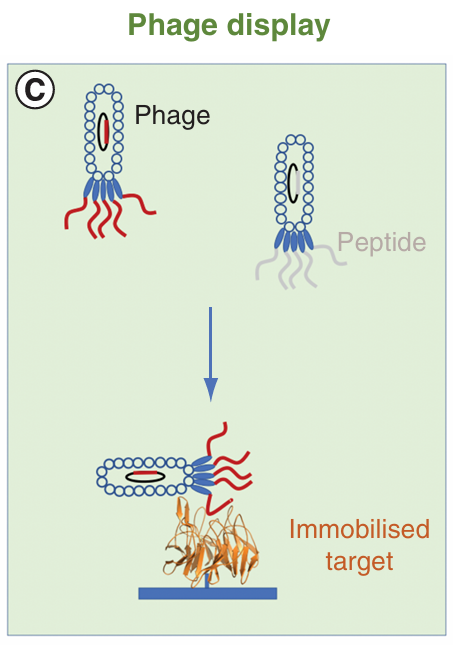 1986714858961289216-functional-peptide-screening-service1.png