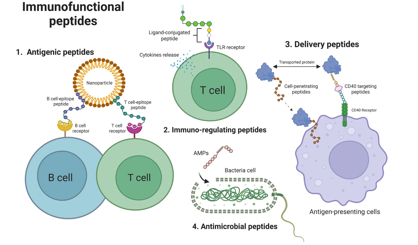1987775654482984960-immunopeptide-screening-service1.png