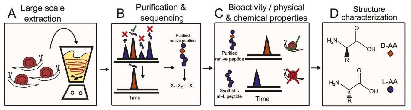 peptide-characterization-service2.jpg