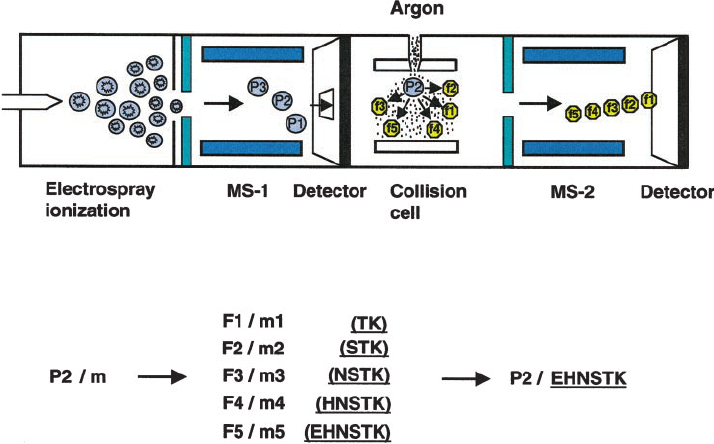 tandem-mass-spectrometry-based-peptide-sequence-analysis-service2.png