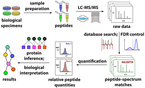 lc-ms-based-peptide-quantitative-assays-service1.png