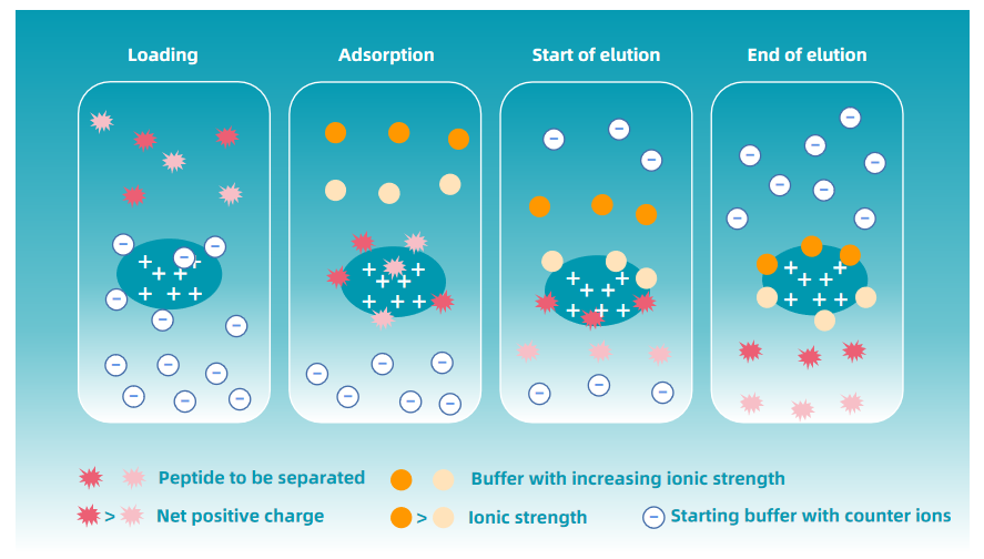 scx-based-peptide-fractionation-service-1