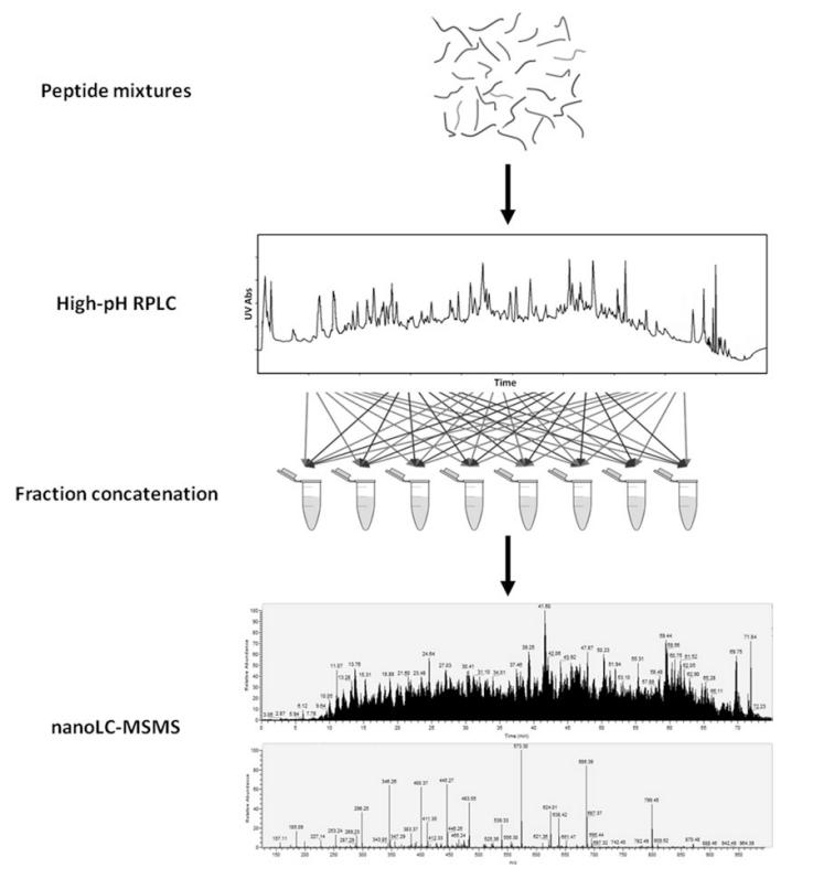 1988529165204836352-high-ph-reversed-phase-peptide-fractionation-service1.png