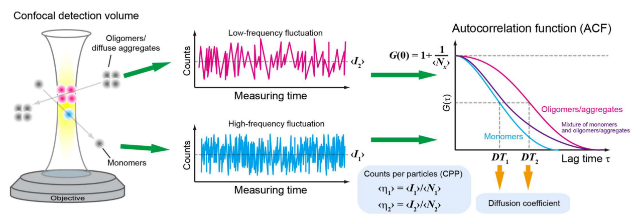fluorescently-labeled-peptide-binding-assays-service1