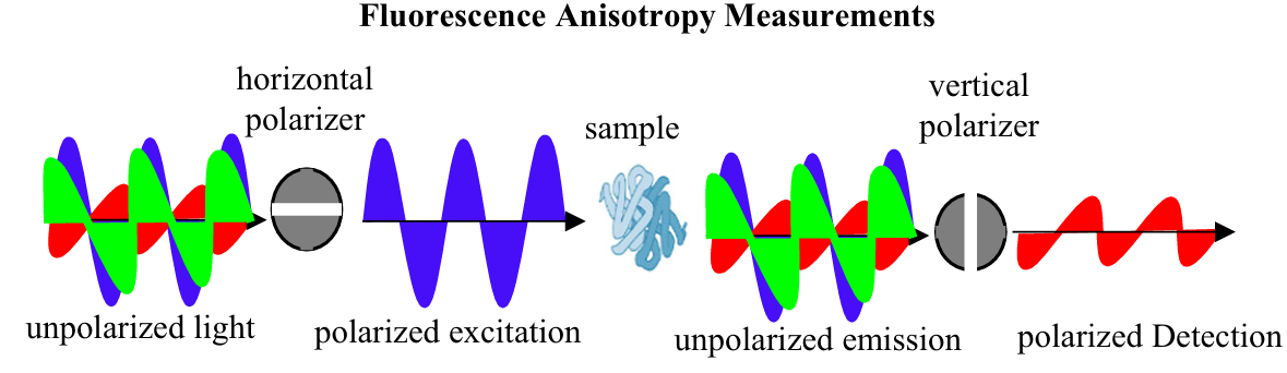 fluorescently-labeled-peptide-binding-assays-service2