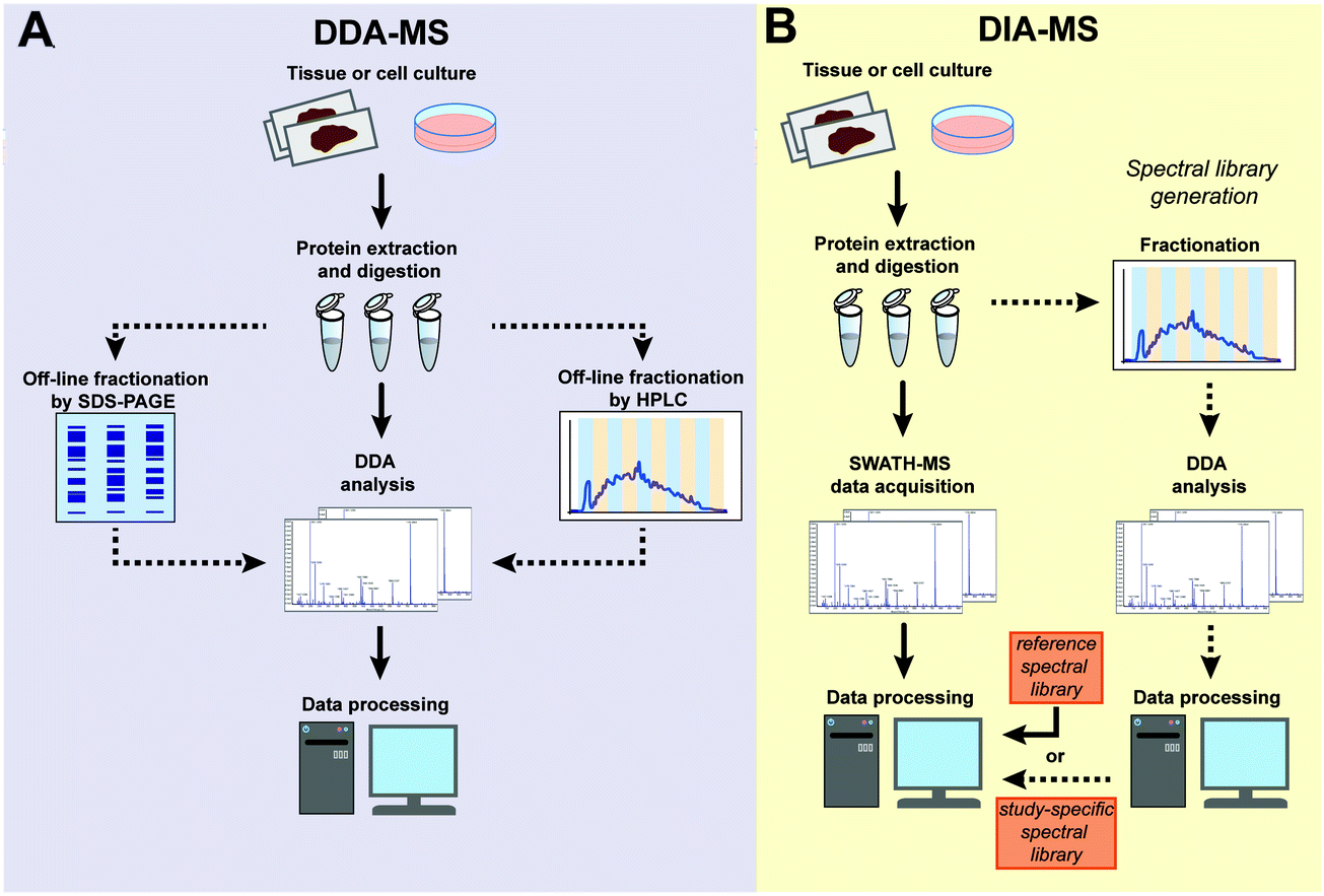 dia-based-peptide-quantification-service2.gif