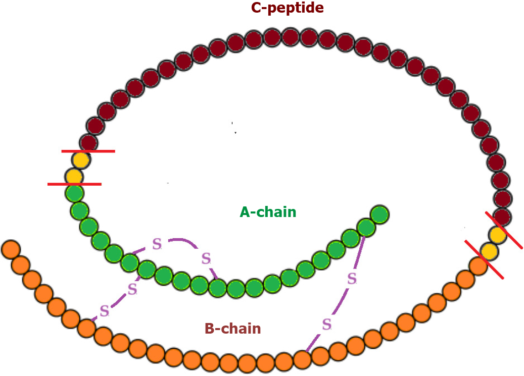 c-peptide-quantification-service1.png