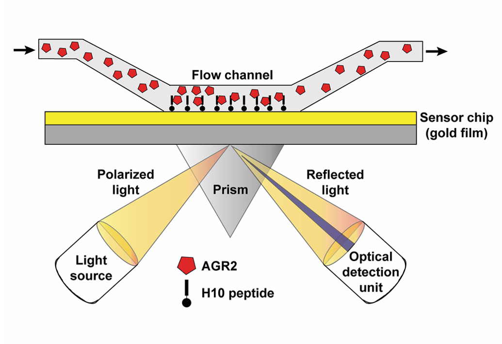 label-free-peptide-binding-assays-service1