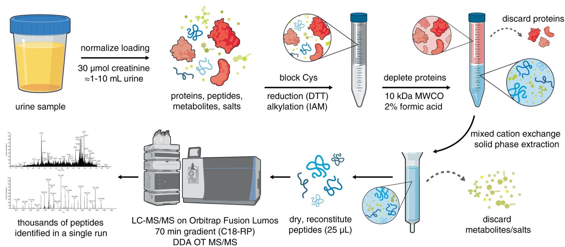urine-peptideomics-service-1