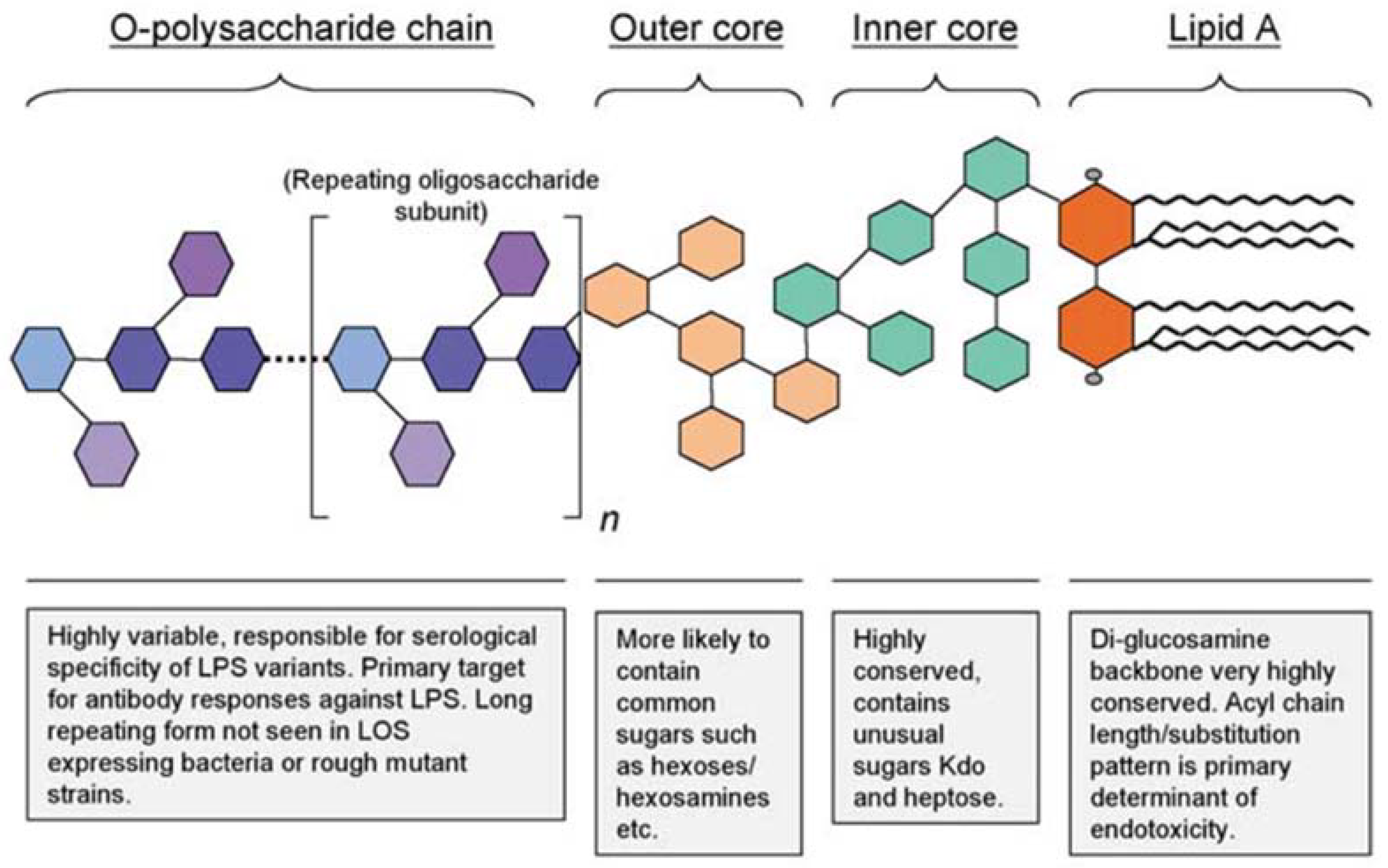 peptide-drug-bacterial-endotoxin-testing-service-1
