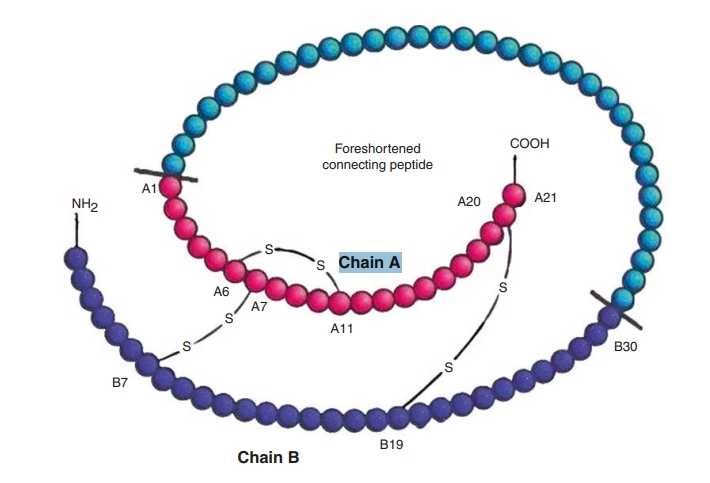 lc-ms-ms-c-peptide-quantification-service1.png