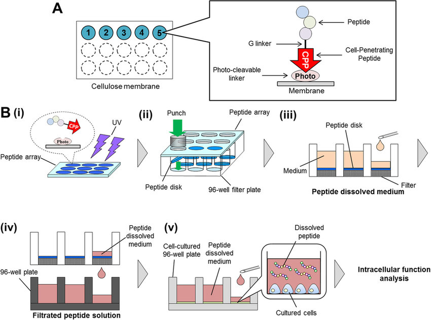 peptide-array-based-epitope-mapping-service2.png