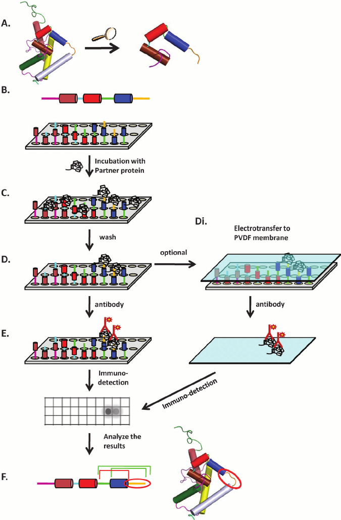 peptide-array-based-epitope-mapping-service1.png