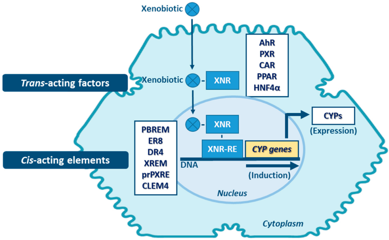 cyp-induction-assessment-service1