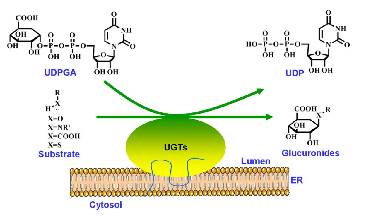 ugt-inhibition-assays-service1
