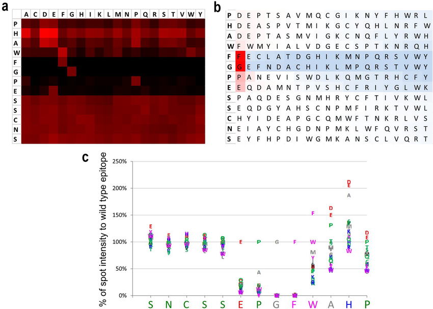 peptide-epitope-substitution-scans-service1.png