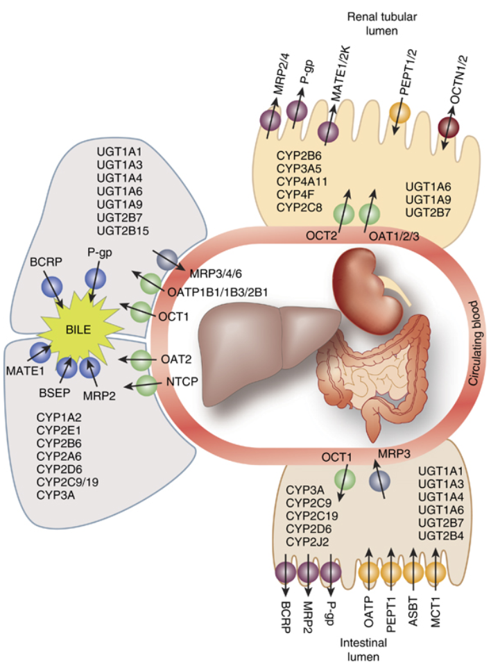 Metabolizing Enzymes Identification Service | MtoZ Biolabs