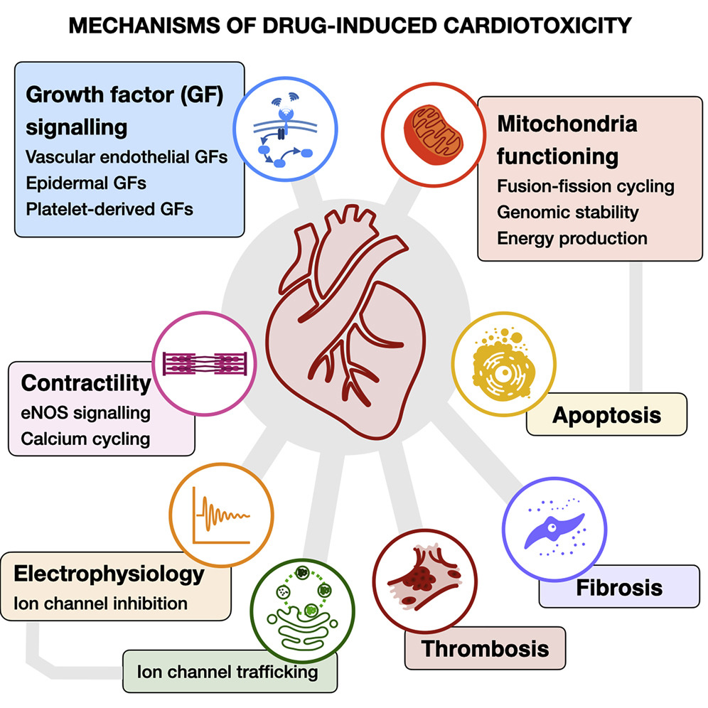 1991029953948930048-peptide-drug-cardiotoxicity-assessment-service1.jpg
