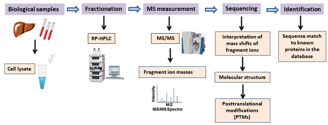 1990325232808349696-signal-peptide-sequence-analysis-service2.PNG