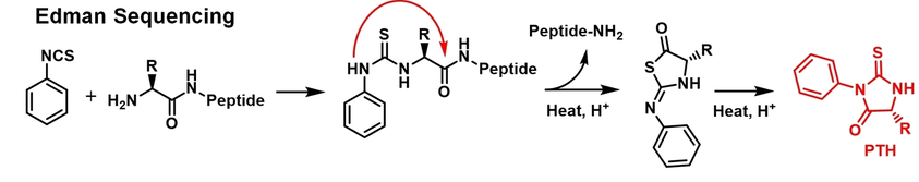 edman-degradation-based-peptide-sequencing-service1.png
