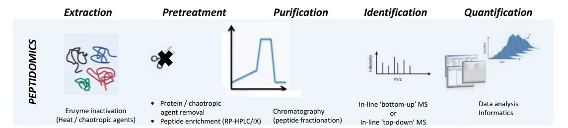 food-peptidomics-service3.jpg