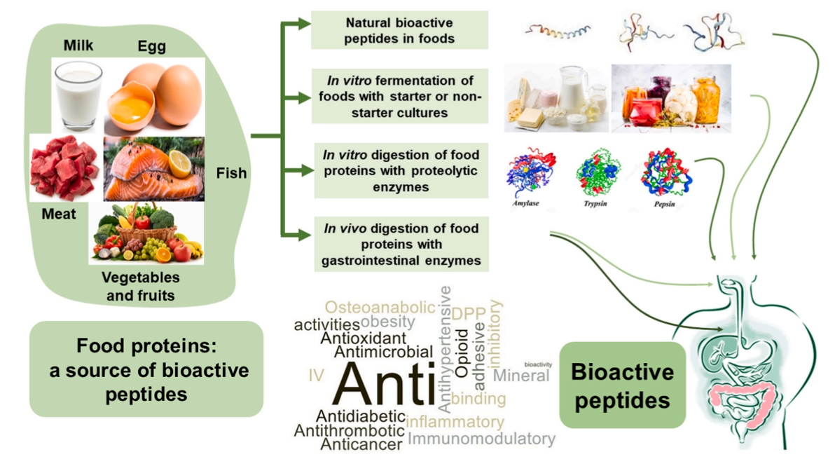 food-peptidomics-service1.jpg