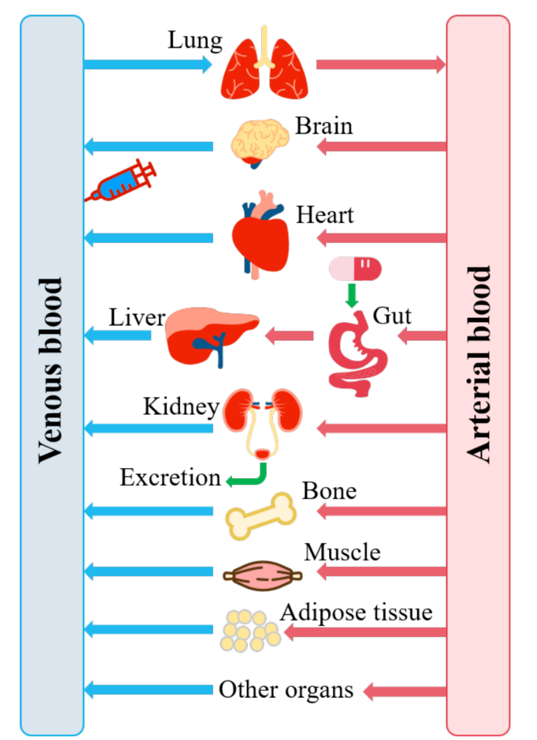 physiologically-based-pharmacokinetic-pbpk-modeling-service1
