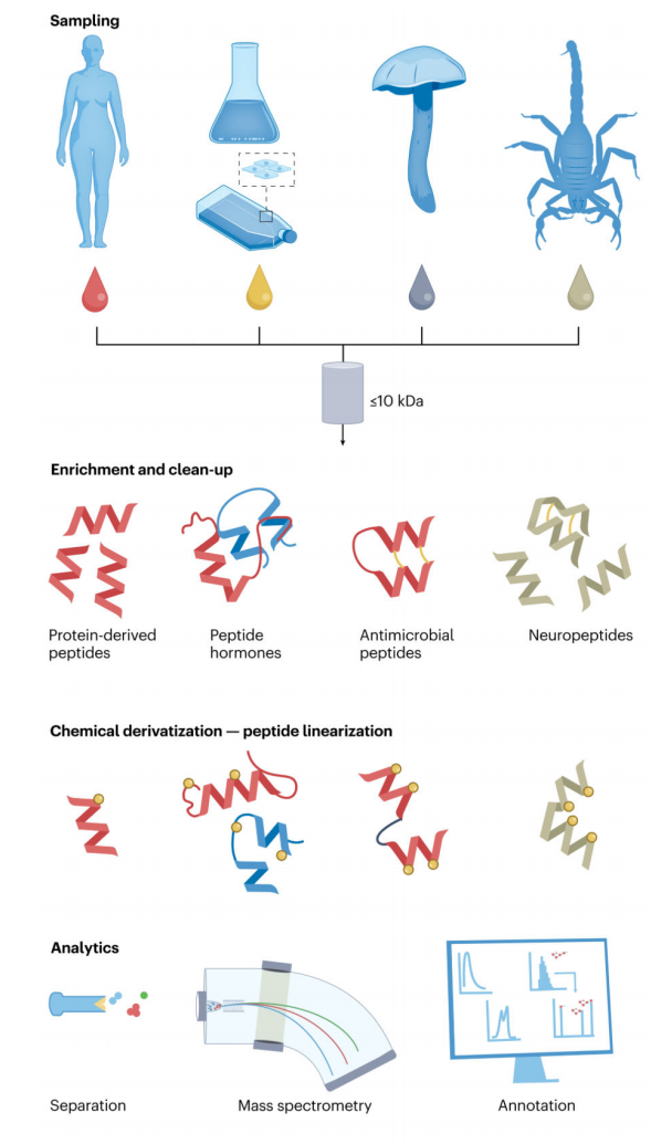 lc-ms-peptidomics-service-1