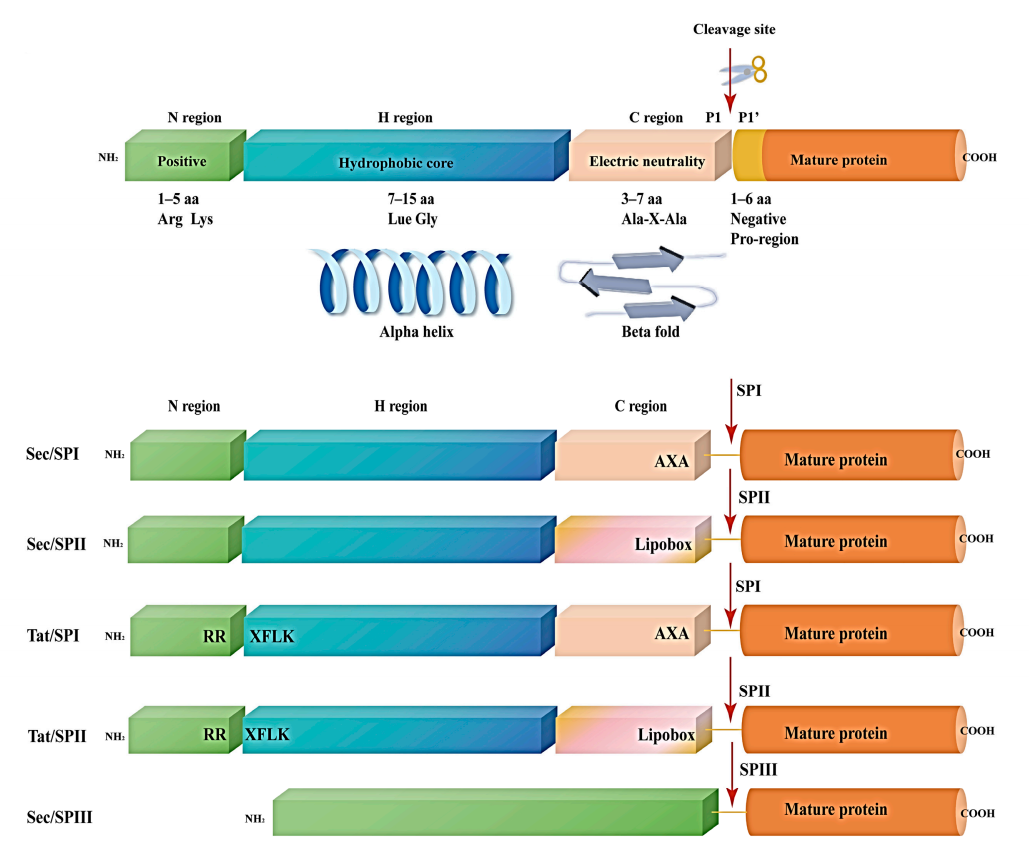 signal-peptide-analysis-service-1