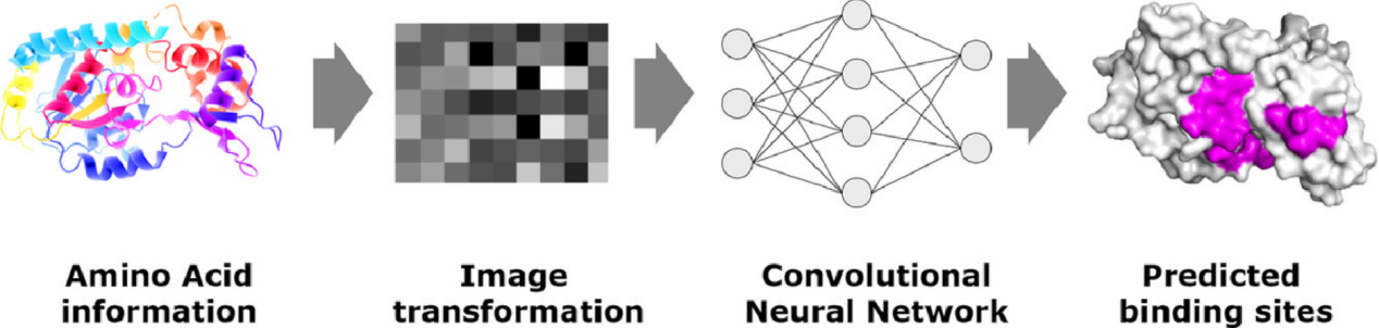protein-peptide-binding-regions-prediction-service2