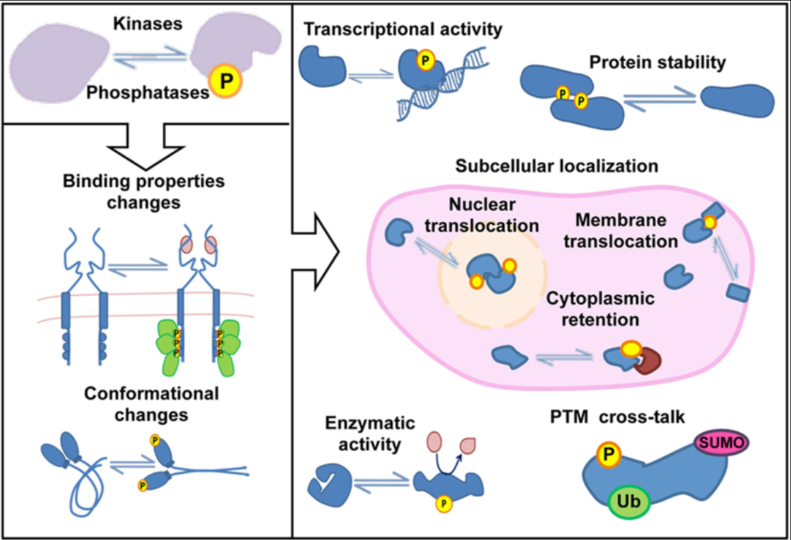 Phosphorylated Protein Analysis Services | MtoZ Biolabs