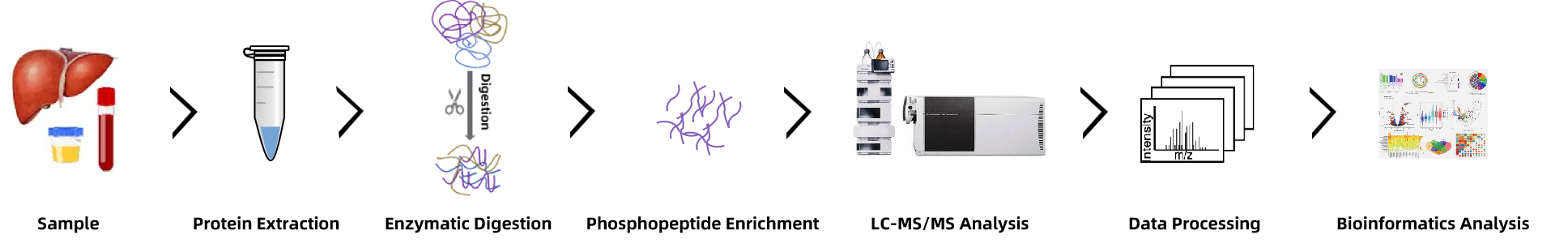 Phosphorylated Protein Analysis Services | MtoZ Biolabs
