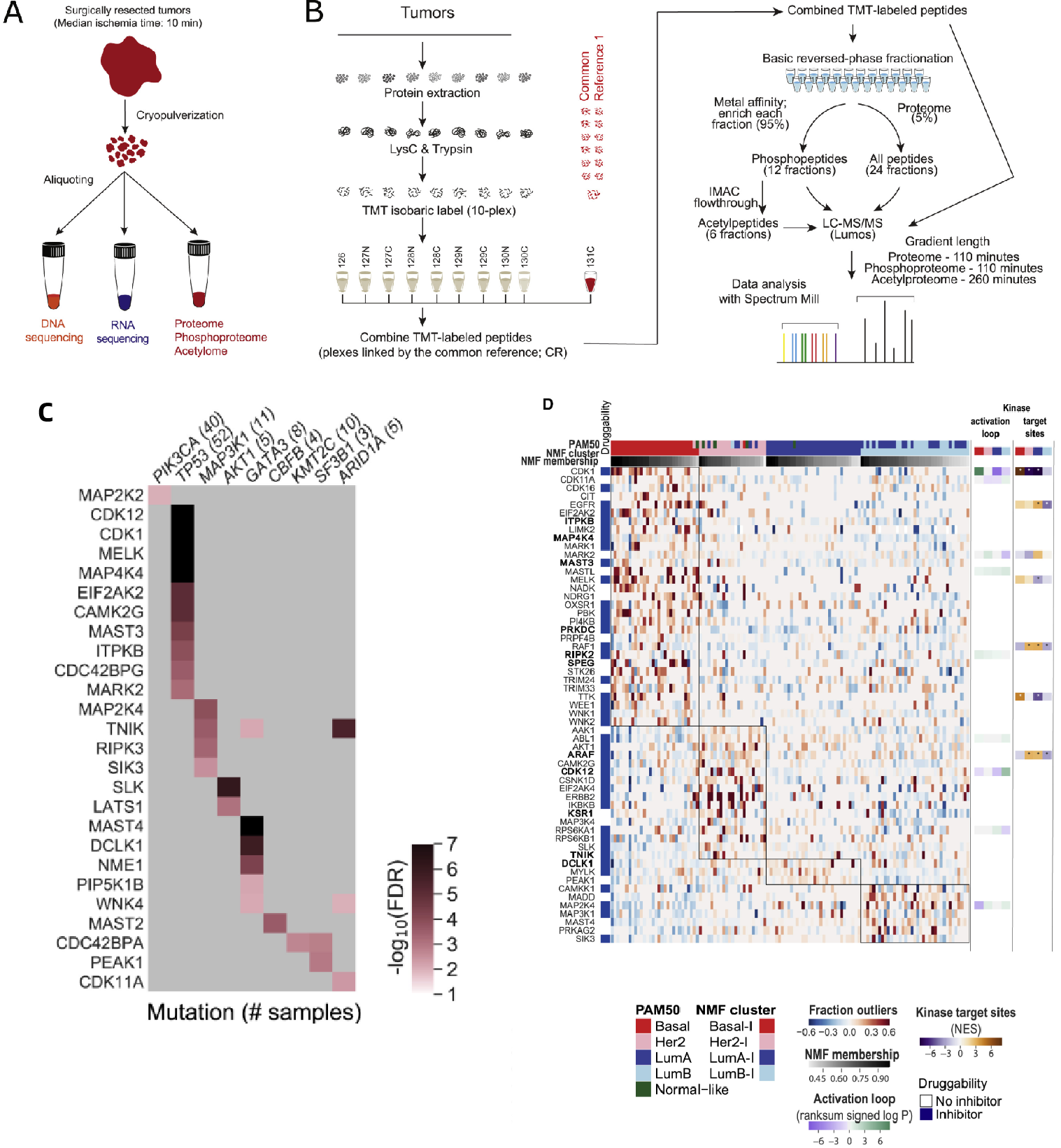 Phosphorylated Protein Analysis Services | MtoZ Biolabs