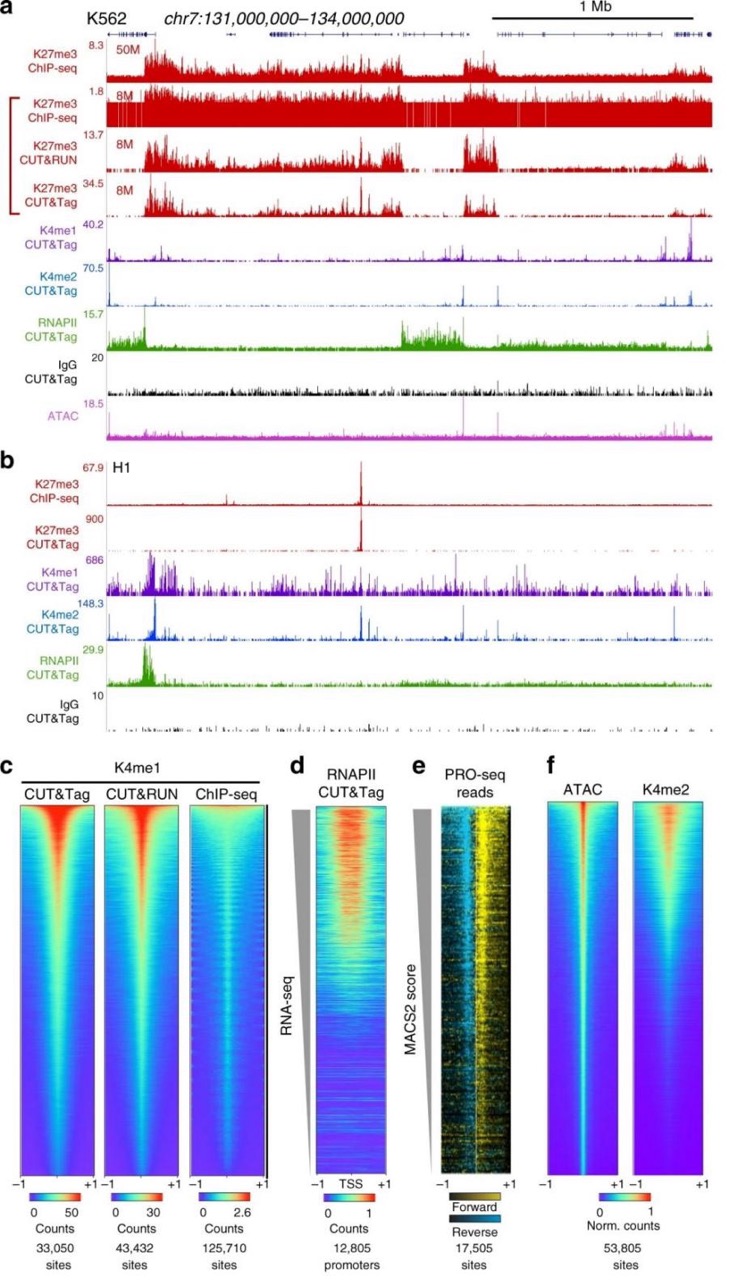 the-hot-topic-in-chromatin-biology-insights-into-histone-modification-and-cuttag2