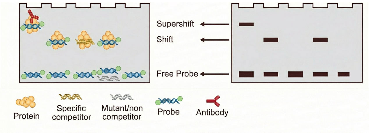 electrophoretic-mobility-shift-assay-emsa-service1