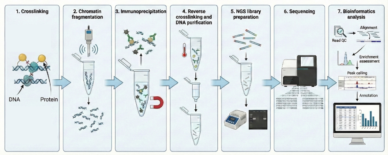 ChIP-Sequencing (ChIP-Seq) Service | MtoZ Biolabs