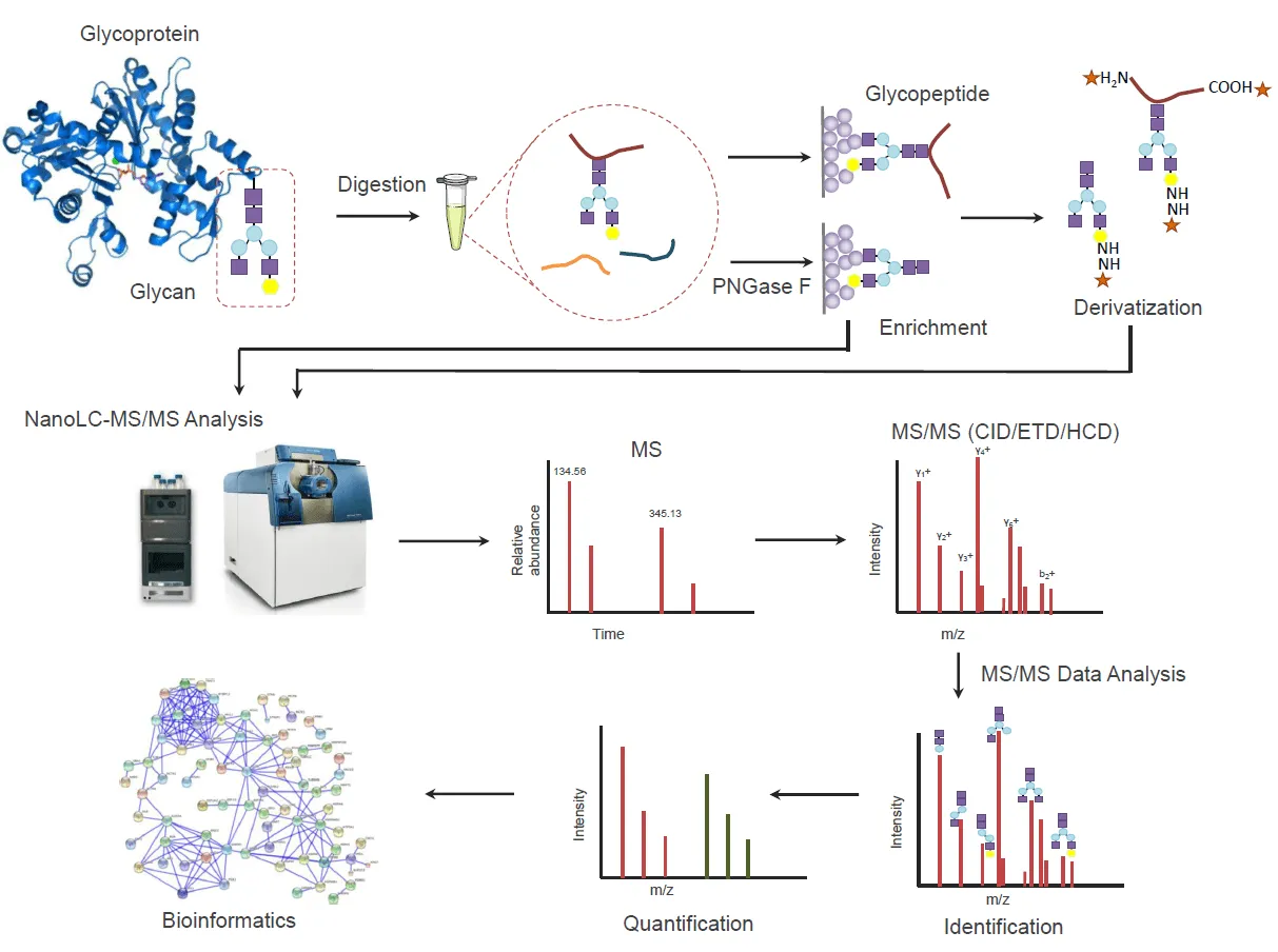 plant-glycoproteomics-analysis-service2.png