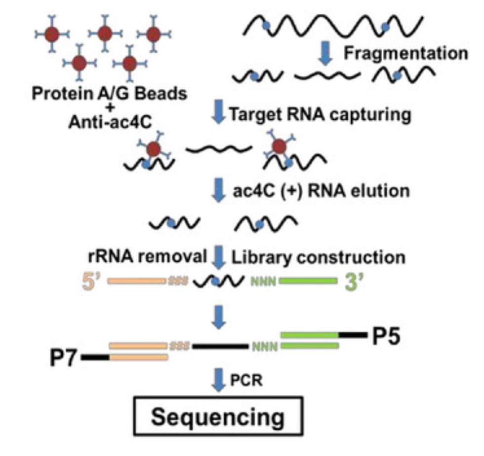 acrip-seq-service1